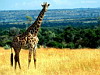 miniatura_36 copia